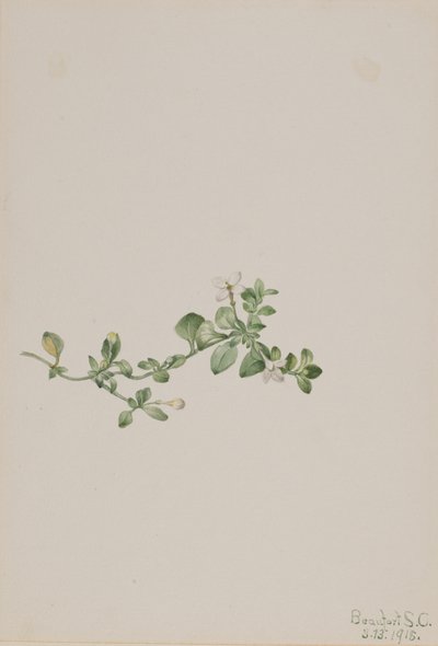 Kriechendes Houstonia Houstonia procumbens von Mary Vaux Walcott