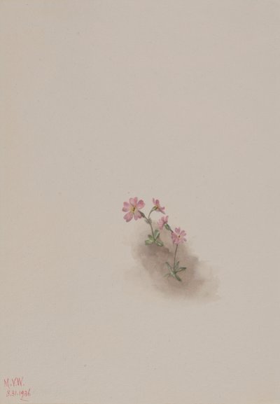 Ohne Titel--Blumenstudie von Mary Vaux Walcott
