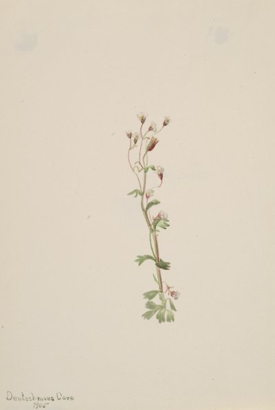 Unbetitelt - Pflanzenstudie, 1905 von Mary Vaux Walcott