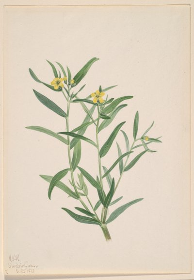 Ohne Titel (Blumenstudie) von Mary Vaux Walcott