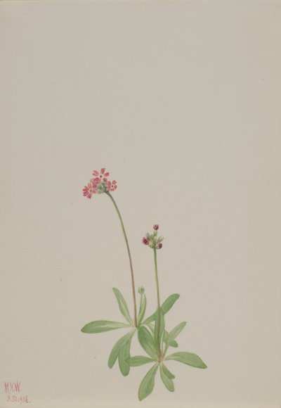 Ohne Titel von Mary Vaux Walcott