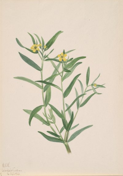 Unbetitelte Blumenstudie, 1923 von Mary Vaux Walcott