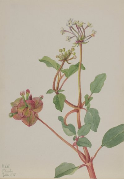 Ohne Titel Tripterocalyx pedunculatus von Mary Vaux Walcott