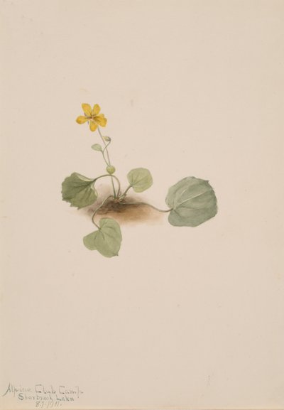Viola orbiculata, 1911 von Mary Vaux Walcott
