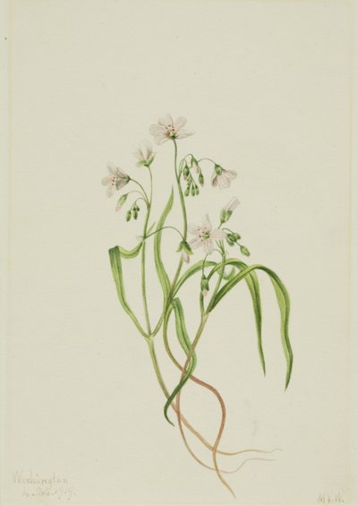 Virginia-Frühlingsschönheit Claytonia virginica, 1919 von Mary Vaux Walcott