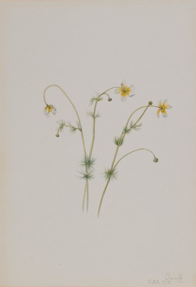 Wasserhahnenfuß Batrachium trichophyllum von Mary Vaux Walcott