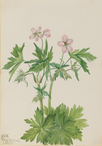 Westlicher Storchschnabel (Geranium viscosissimum) von Mary Vaux Walcott