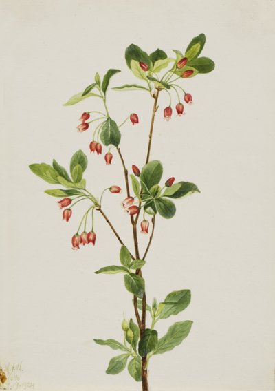 Westliche Menziesia (Menziesia glabella) von Mary Vaux Walcott