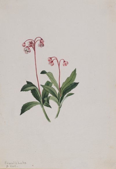 Westliche Pipsissewa Chimaphila umbellata, 1902 von Mary Vaux Walcott