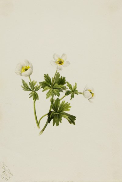 Weiße Trollblume (Trollius albiflorus) von Mary Vaux Walcott