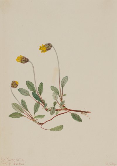 Gelbe Dryade Dryas drummondii, 1904 von Mary Vaux Walcott