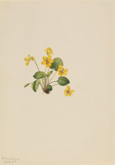 Gelbes Veilchen (Viola orbiculata) von Mary Vaux Walcott