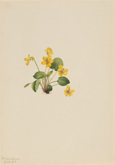 Gelbes Veilchen Viola orbiculata von Mary Vaux Walcott