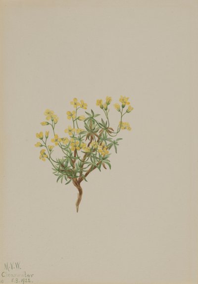 Gelbes Weidengras von Mary Vaux Walcott