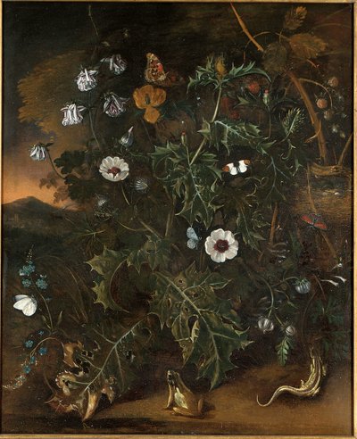 Disteln, Brombeeren, Mohn und andere Pflanzen von Matthias Withoos