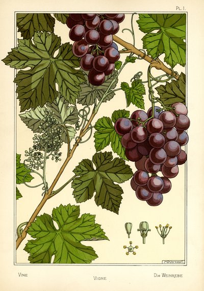Der Weinstock von Maurice Pillard Verneuil