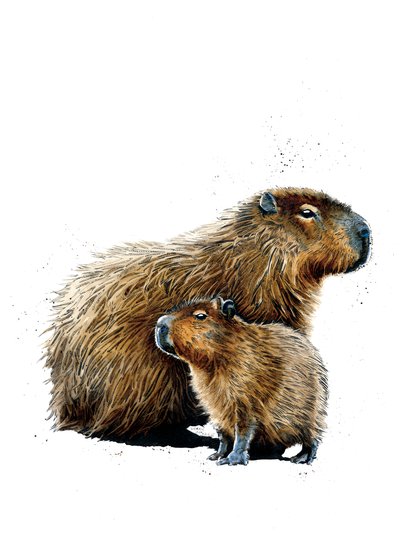 Die Capybaras auf Weiß von Mike Davis