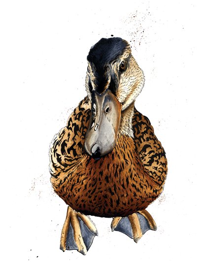 Die Ente auf Weiß, 2019 von Mike Davis