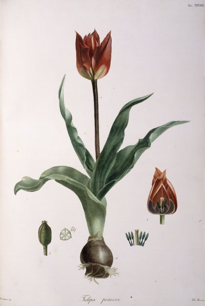 Tulipa praecox, 1811-1829 von Neapolitan School