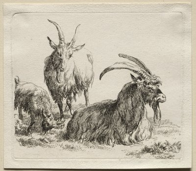 Animalia: Drei Ziegen von Nicolaes Berchem