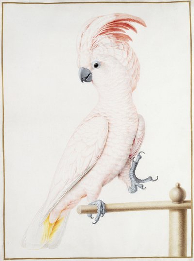 Major Mitchells Kakadu von Nicolas Robert