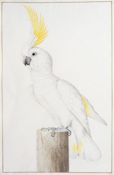 Gelbhaubenkakadu von Nicolas Robert