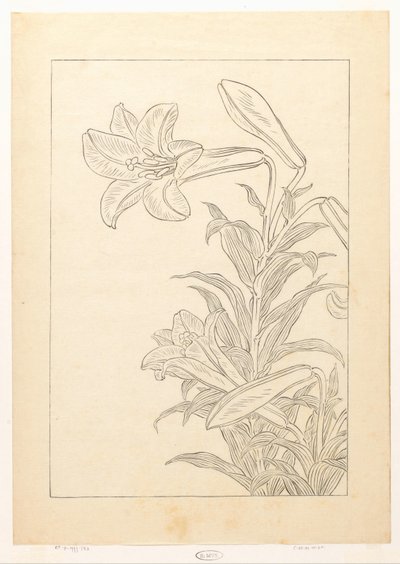 Lilien von Ohara Koson