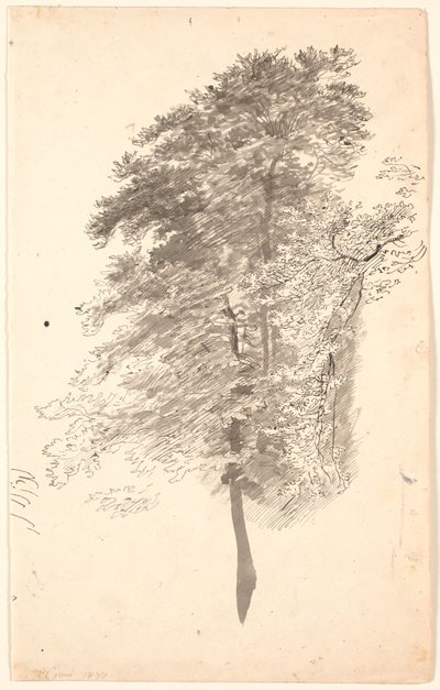 Studie hoher schlanker Bäume mit Laub von P.C. Skovgaard