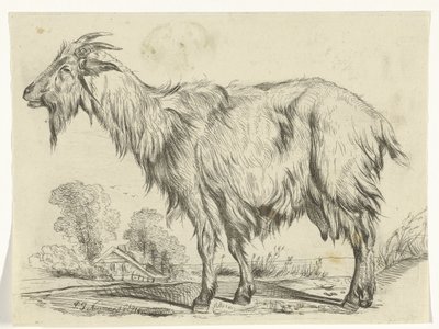 Stehende Ziege von P.J. Neumans