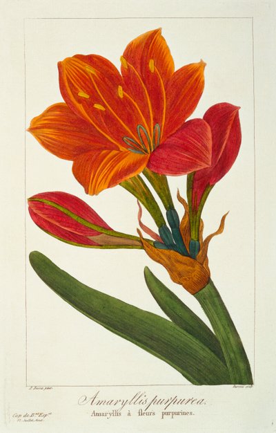 Amaryllis Purpurea, veröffentlicht 1836 von Panacre Bessa