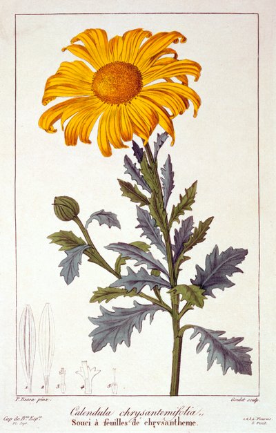 Calendula officinalis, Ringelblume, veröffentlicht 1836 von Panacre Bessa