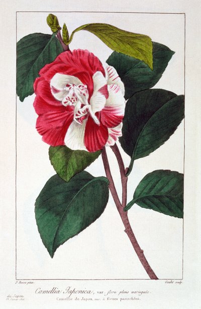 Camellia Japonica, veröffentlicht 1836 von Panacre Bessa