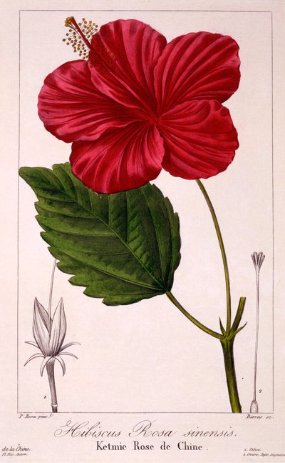 Hibiskus: H. rosa-sinensis von Panacre Bessa