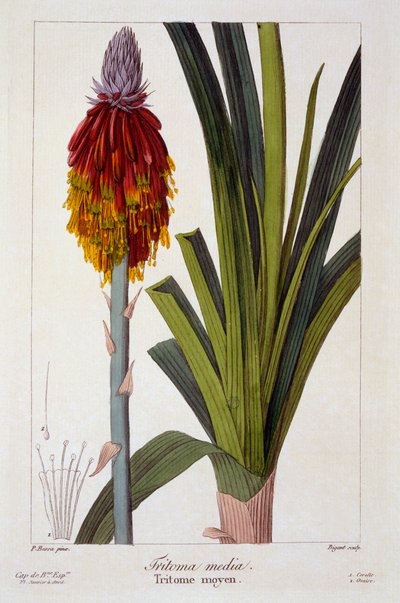 Kniphofia, veröffentlicht 1836 von Panacre Bessa