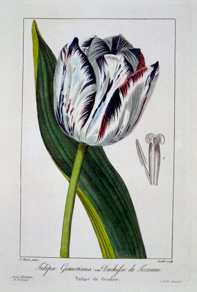 Tulpe: Herzogin der Toskana, veröffentlicht 1836 von Panacre Bessa