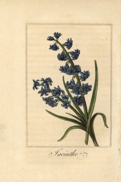 Hyazinthe, Hyacinthus orientalis von Pancrace (after) Bessa