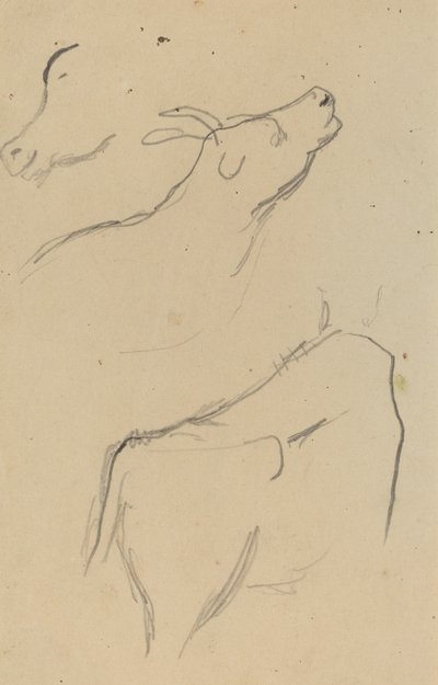 Studien einer Kuh [verso] von Paul Gauguin