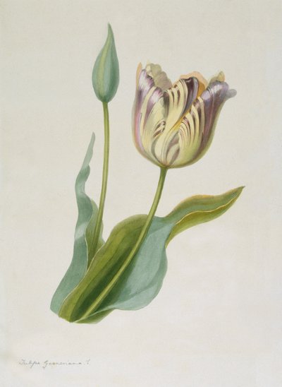 Tulipa, Tulpe, ca. 1840-1880 von Pauline Girardin