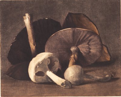 Weißer Champignon von Peter Vilhelm Ilsted