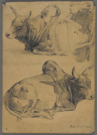 Brahman-Bullen von Philip H. Wolfrom