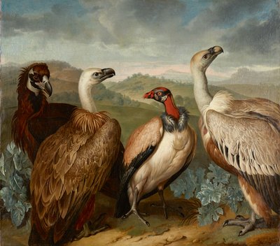 Vier Geier verschiedener Art von Philipp Ferdinand de Hamilton