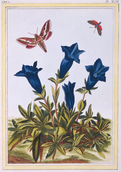 Blaue Enzian-Trompetenblume, veröffentlicht 1776 von Pierre Joseph Buchoz