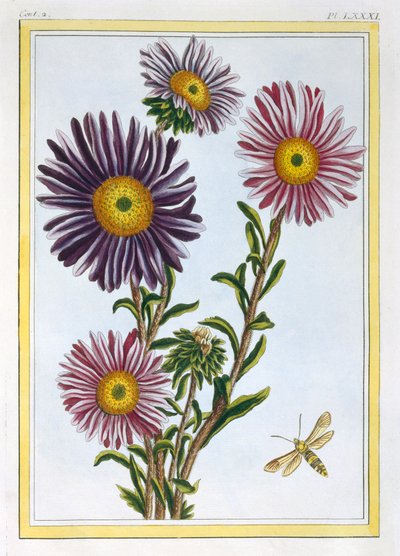 La Reine Marguerite Aster, veröffentlicht 1776 von Pierre Joseph Buchoz