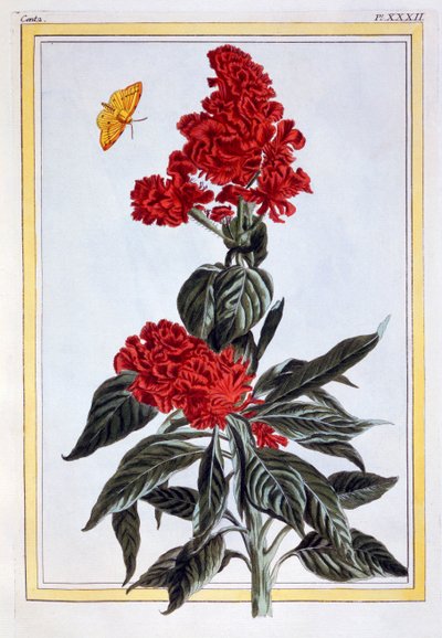 Verschiedene Amaranthus von Pierre Joseph Buchoz