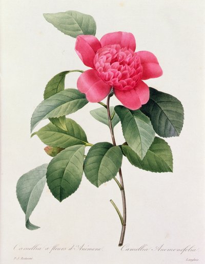Camellia Anemonefolia von Pierre Joseph Redouté