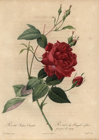 Purpurrote Chinarose, Rosa chinensis von Pierre Joseph Redouté