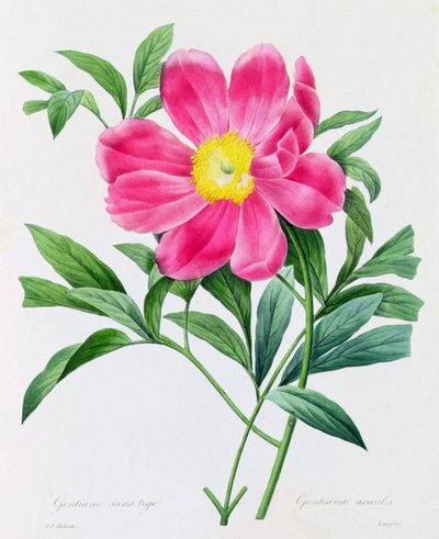 Stängellose Enzian von Pierre Joseph Redouté