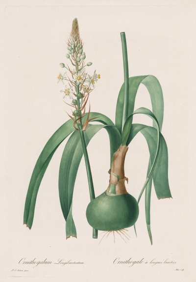 Die Liliengewächse: Ornithogalum longibracteatum von Pierre Joseph Redouté