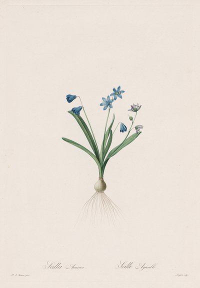 Die Liliengewächse: Scilla amaena von Pierre Joseph Redouté