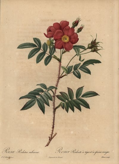 Rote Rose, Rosa von Pierre Joseph Redouté